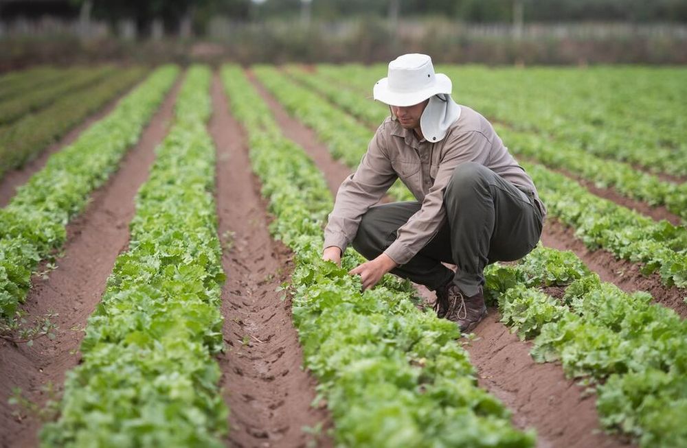 Científicos mendocinos crearon películas biodegradables de almidón para proteger suelos cultivados