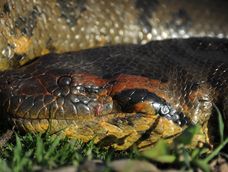 en el amazonas descubren la anaconda mas grande jamas vista: rompe todos los records