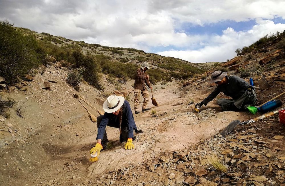 Las marcas que dejaron dinosaurios sobre lo que era una playa se preservaron perfectamente en el Sur de Malargüe. | Foto: gentileza