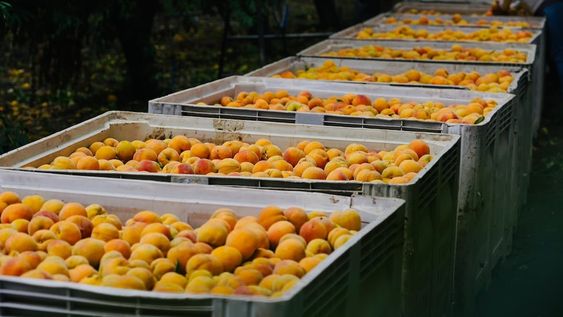 La provincia es la principal productora nacional de durazno para industria, y en los últimos años viene apostando por nuevas variedades y sistemas de cultivo intensivos. Imagen: gentileza Innovafruit.