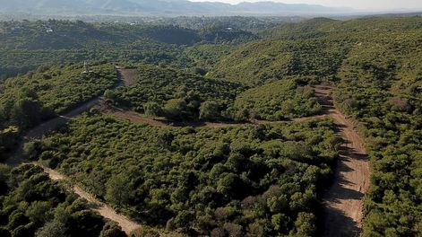 La importancia de los bosques y el papel que juega América Latina en la preocupación global ambiental, será el tema central que reunirá a especialistas en Mendoza en el VIII Congreso Forestal Latinoamericano.