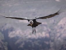 Día Mundial del Cóndor: fotos, rol clave en la naturaleza y el heredero que conmueve a la cordillera
