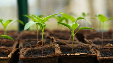 Semillas fáciles para transformar tus jardín, jardinería y plantas desde ahora mismo.