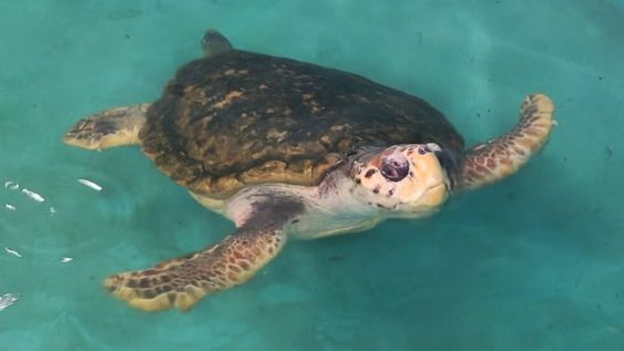 El intendente Ulpiano Suarez recibió a Jorge en Mar del Plata