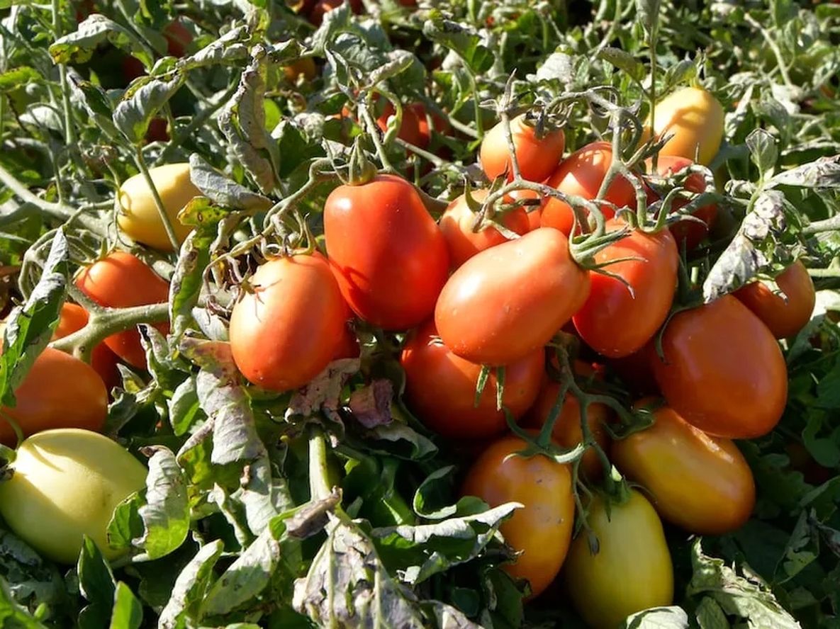 Plantación de tomates en Mendoza