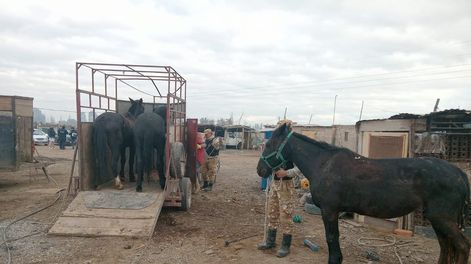 Los Andes | Los caballos rescatados durante el allanamiento. Gentileza Ministerio de Seguridad.