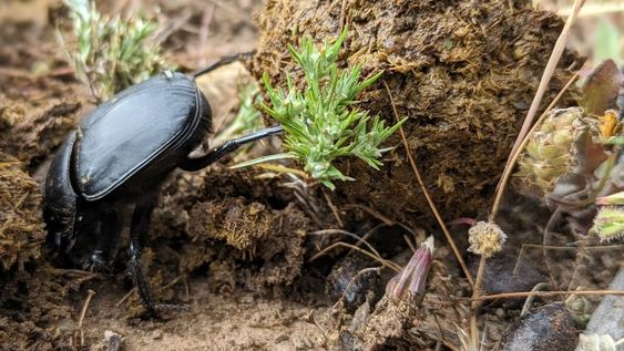 Escarabajo estercolero en actividad, rodando una bola de estiércol que luego será enterrada bajo la tierra y ayudará a la fertilización del suelo. (Foto: Elisa Villén Molina).