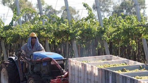 El pronóstico de Fecovita muestra un 17% de caída en la cosecha 2026&nbsp;