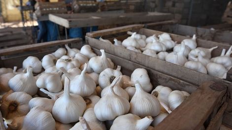 Los Andes | Los integrantes de la cadena productiva del ajo aguardan con incertidumbre que se aclare el panorama de cómo se comportará el mercado mundial este año