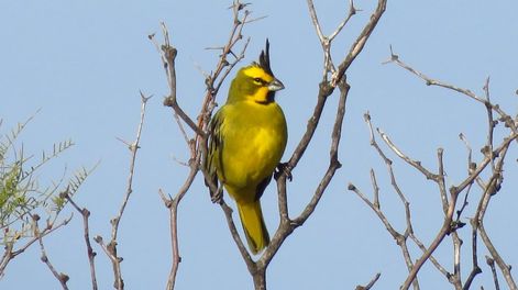 Los Andes | El cardenal amarillo es una especie en peligro de extinción. Y por infracciones contra esta especie hay multas de hasta 357.000 pesos. Foto: Departamento de Fauna Silvestre de Mendoza.