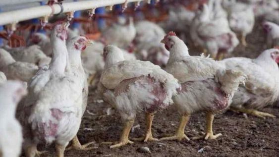 El 95% de la nutrición de los pollos es a base de maíz y soja, por lo que el fuerte aumento que tuvieron estos granos impacta en la ecuación del negocio avícola.