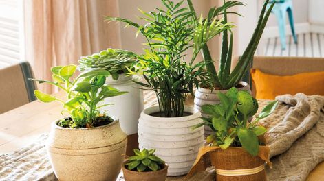 Recurrir a esta especie en el interior de casa es un beneficio saludable por su versatilidad y aroma intenso que la vuelven una planta muy apreciada.