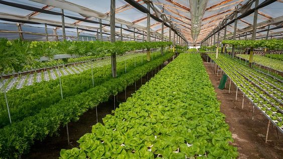 Se estima que hay por lo menos 25 productores hidropónicos en la provincia y hay varias consultas de emprendedores. Se plantea sumar peces para aportar fertilizantes naturales.