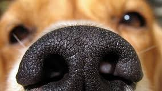 Cuáles son las 3 razas de perros que olfatean a mucha distancia.