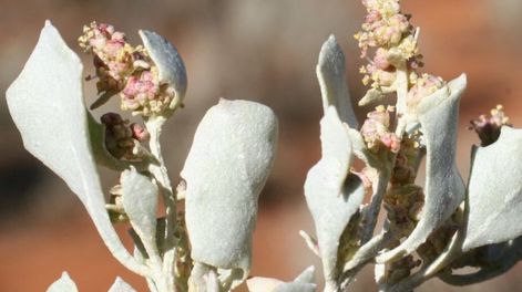 Los Andes | Especialistas del INTA La Rioja proponen contar con una reserva forrajera de esta planta arbustiva, debido a que está adaptada al ambiente.