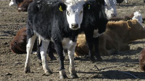 Los Andes | Un ecosistema que se propone transformar la producción bovina en la región, con un enfoque en el desarrollo social y también la sostenibilidad ambiental.