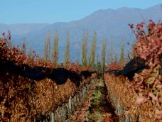 Vista de viñedos del Valle de Uco en el final del otoño / Claudio Gutierrez Vista de viñedos del Valle de Uco en el final del otoño / Claudio Gutierrez