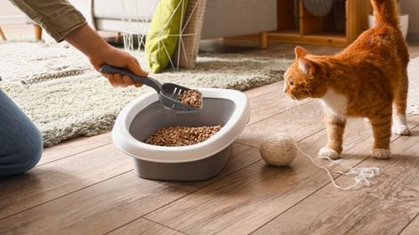 La clave está en identificar la causa y no asumir que los gatos están actuando por rencor.