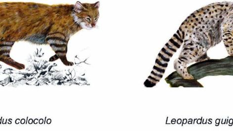 Una de cada cinco especies de mamíferos de la Argentina, bajo amenaza de extinción