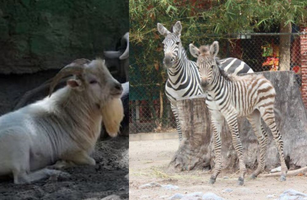 Escándalo. No han informado si el exdirector del zoológico será sometido a un proceso judicial.