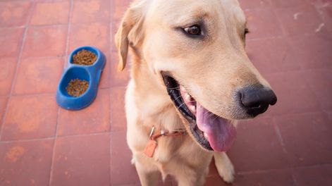 Los Andes | Por la crisis, los mendocinos bajan la calidad de alimentos balanceados para mascotas y compran algunos más baratos.Foto: Ignacio Blanco / Los Andes