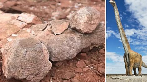 Investigadores hallaron el fémur del titanosaurio en las cercanías de la localidad neuquina de Añelo.