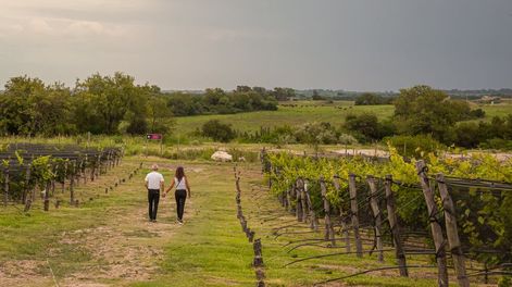 Guarda 14 | Entre Ríos fue hace casi 100 años la cuarta provincia productora de vino del país. - Gentileza Bodega BordeRío