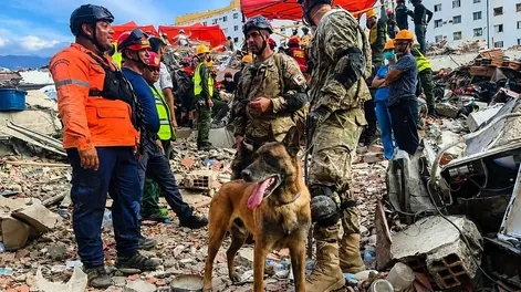 Bart, el perro argentino héroe: Ee can halló con vida a dos niños atrapados bajo los escombros 96 horas después de los terremotos en Venezuela.