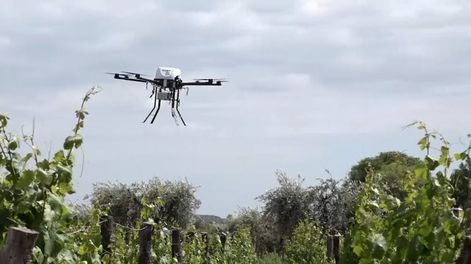 El Iscamen utiliza drones de alta precisión para hacer aplicaciones específicas para combatir la lobesia botrana - Claudio Gutiérrez / Los Andes