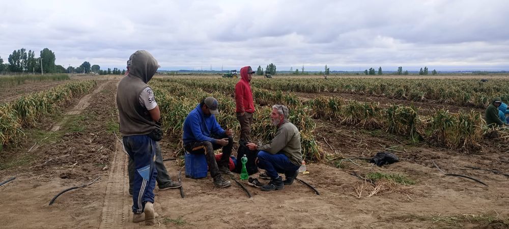 Trabajadores golondrina en Tupungato. La imagen de la finca donde se realizó el relevamiento laboral.