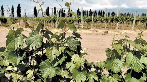 Reforma impositiva: la vitivinicultura se diferencia del resto de las bebidas alcohólicas