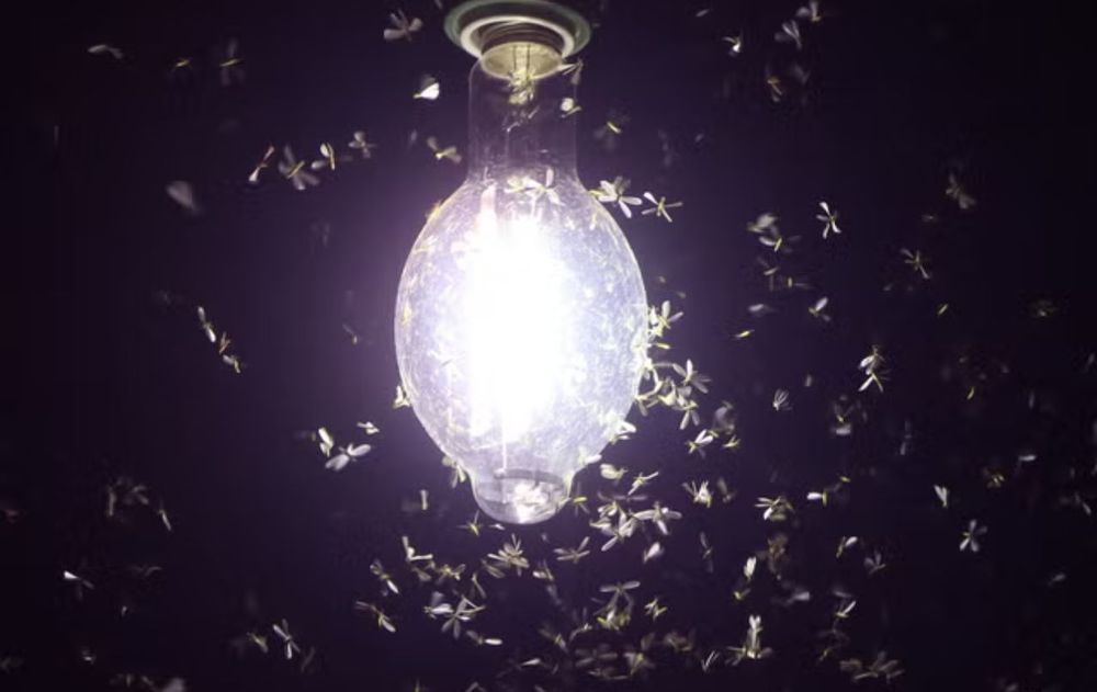 Estas recomendaciones ayudan a disminuir la atracción de los mosquitos, aunque no los eliminan por completo.