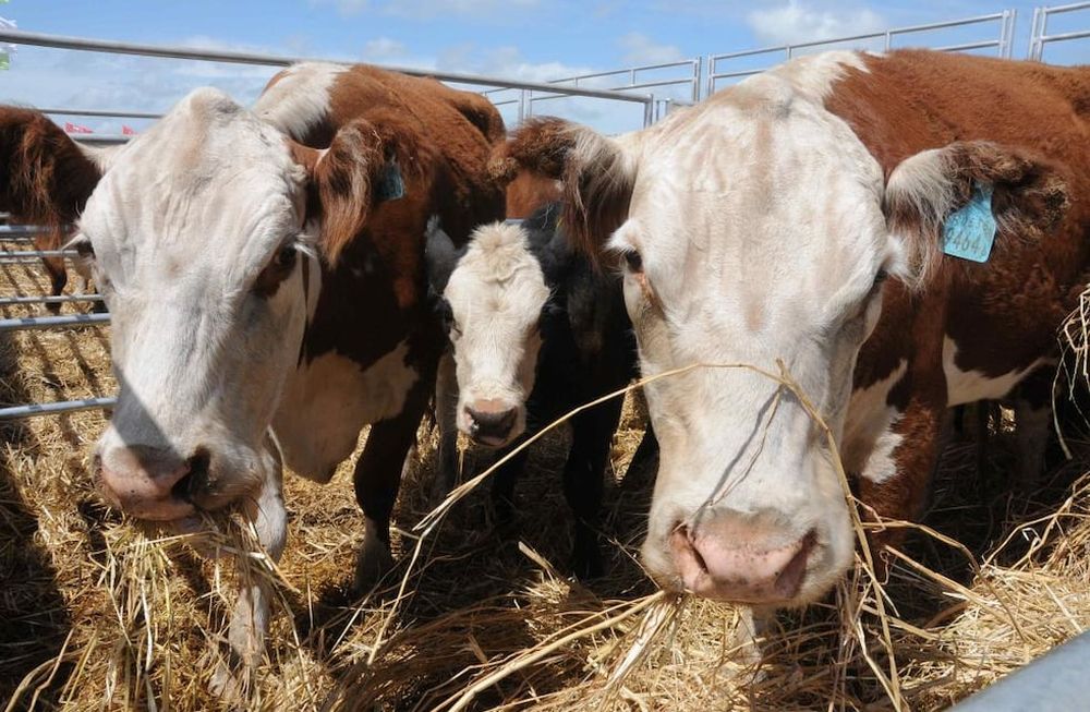 Expoagro: este es el calendario de actividades sobre razas vacunas