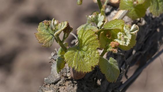 La nueva etapa de Mendoza Activa incluirá herramientas específicas para los productores afectados por la contingencia climática. Foto: Orlando Pelichotti / Los Andes