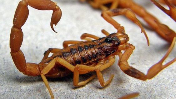 La aparición de alacranes en una escuela de Guaymallén generó preocupación. Las lluvias también pueden favorecer el desplazamiento de roedores y otros insectos.