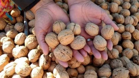 Frutos secos: el sector más dinámico dentro de la fruticultura en los últimos 10 años