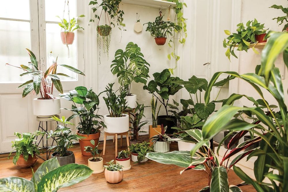 Tirá estas 5 plantas del living, provocan moho y humedad