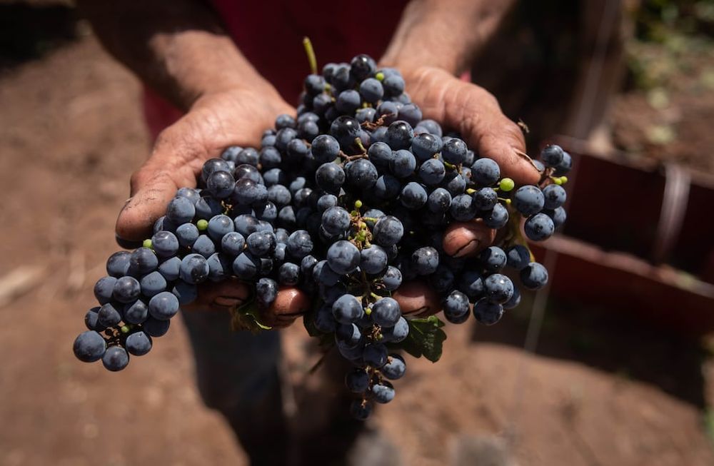 Los especialistas consultados coinciden en que la calidad de la uva esta temporada ha sido muy buena, pese a las precipitaciones. / Foto: Ignacio Blanco / Los Andes