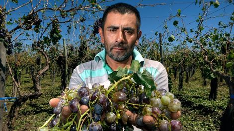 Juan Carlos  es productor mendocino mostrando el desastre que le causó el granizo.Foto: Orlando Pelichotti