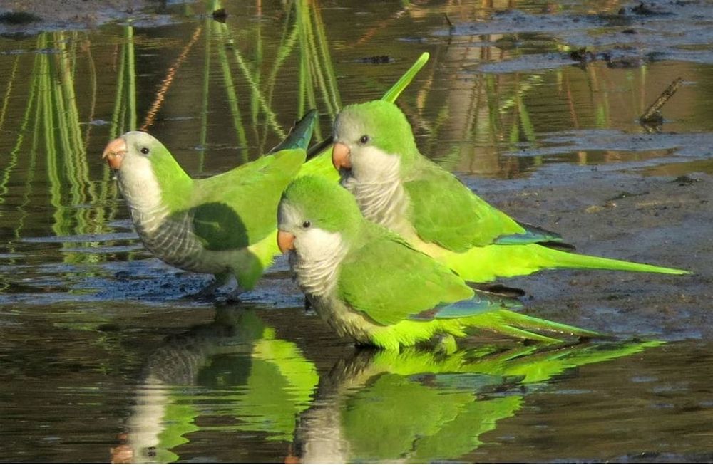 Mendoza contra la plaga de catas: las bandadas afectan zonas nuevas y los productores reclaman “un plan integral”