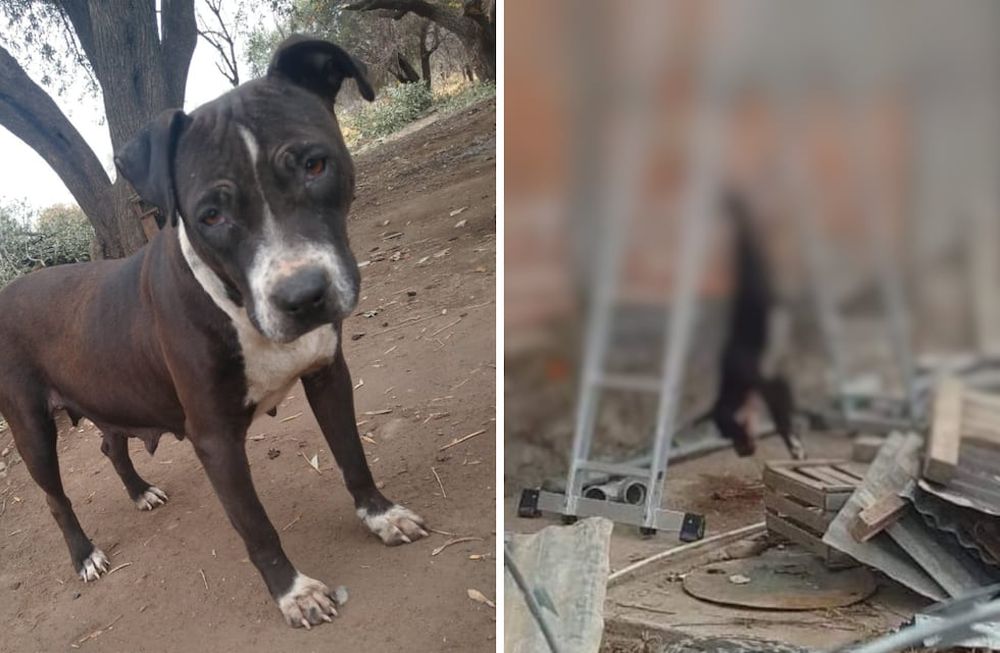 DDenunciaron a un hombre en San Rafael por matar de un tiro a una perra y luego faenarla.