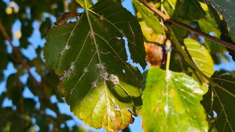 Continúa la pulverización de moreras para combatir la cochinilla harinosa