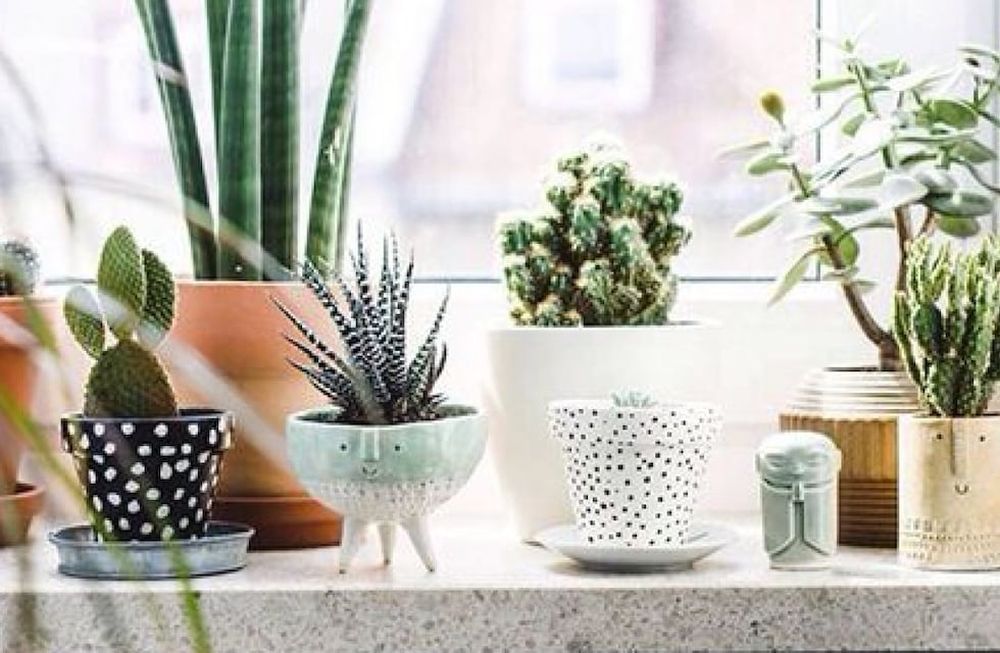 Cinco formas de decorar el interior de las ventanas con plantas