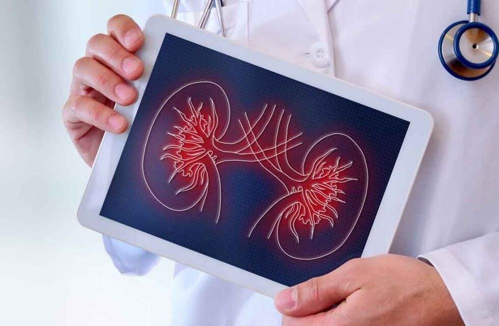 La Sociedad Argentina de Nefrología celebra el Día Mundial del Riñón