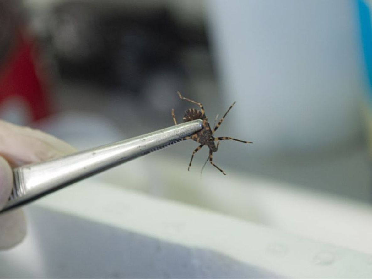 Investigadores detectaron que las vinchucas resistentes a insecticidas tienen menor supervivencia y reproducción. Foto: Conicet.