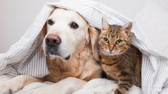 Cada vez más personas eligen cámaras de seguridad para vigilar a sus mascotas a distancia