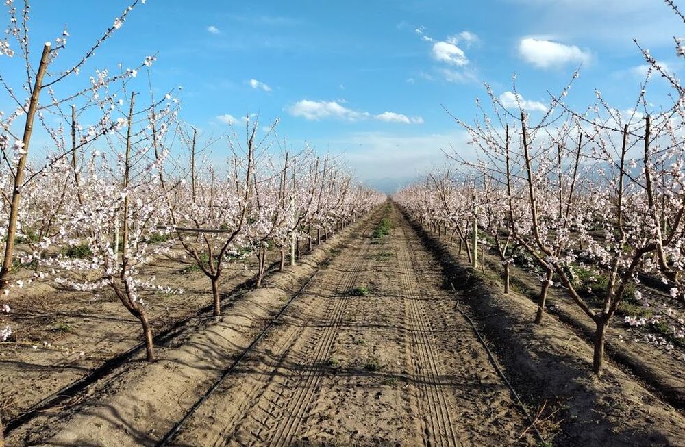 Cómo lograr precocidad y productividad en la fruticultura mendocina