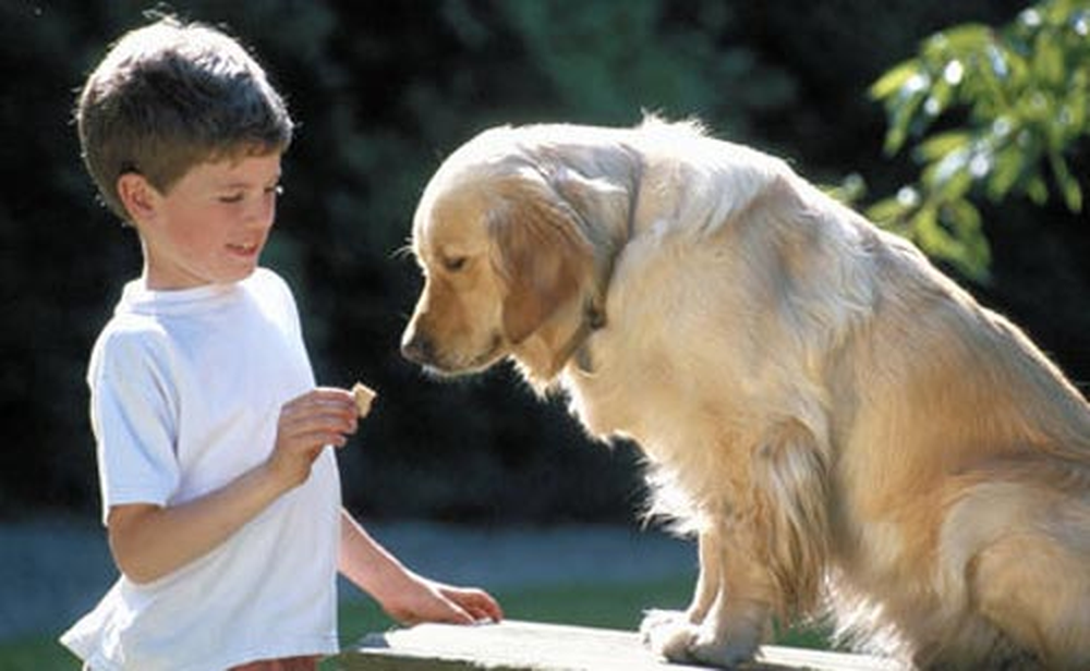 Cu&aacute;les son las 3 razas de perros m&aacute;s amigables con los ni&ntilde;os