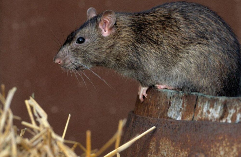 Advierten sobre una nueva fiebre mortal que se está expandiendo por el mundo