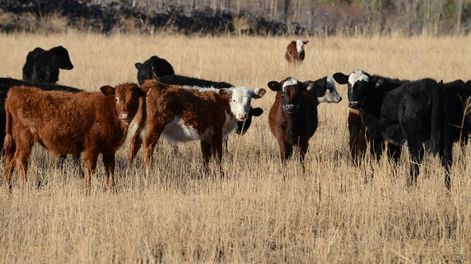 El año pasado, Brasil fue el mayor exportador de carne vacuna del mundo